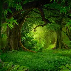 Cover of Zelda