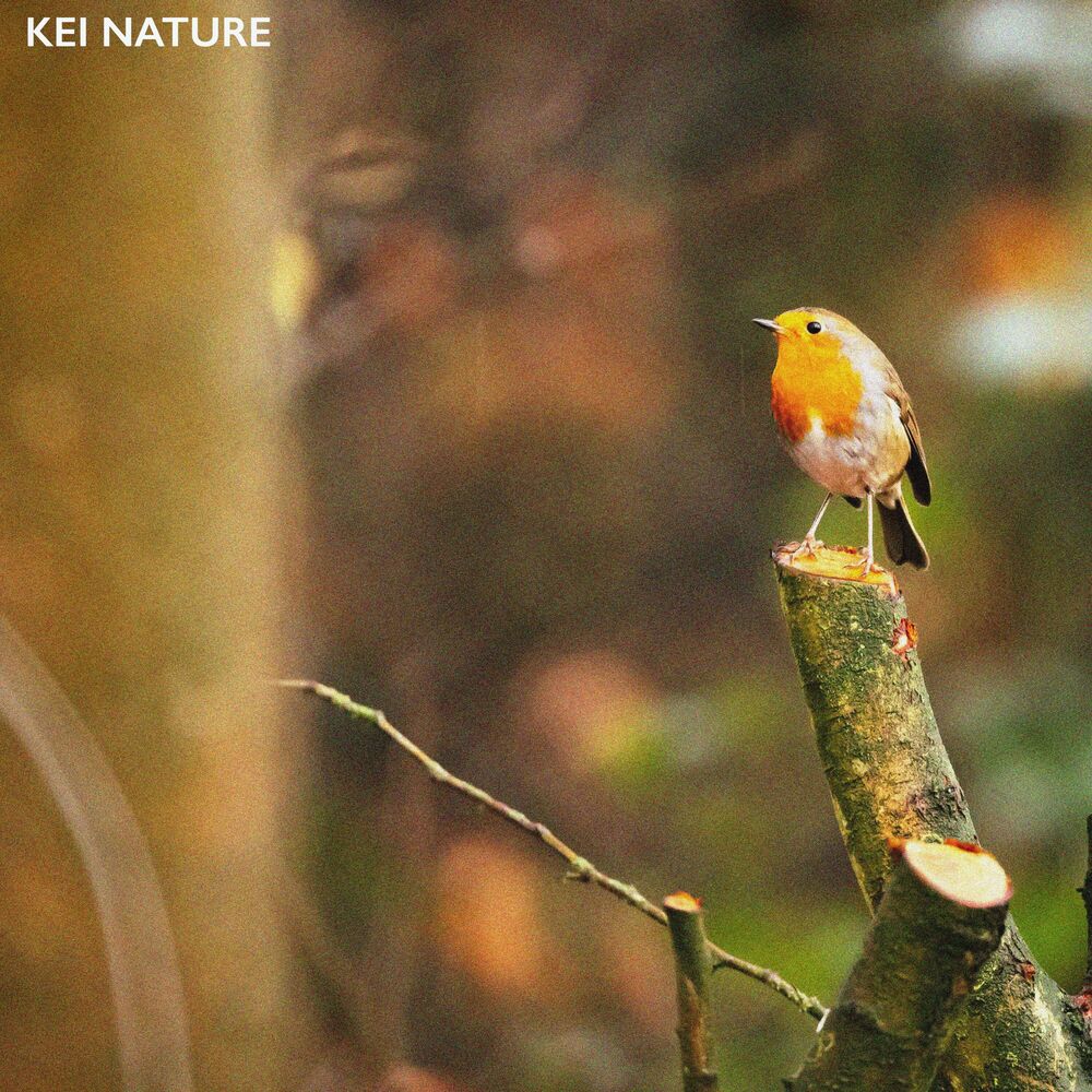 Picture of Forest Bird Sounds Vol. 2