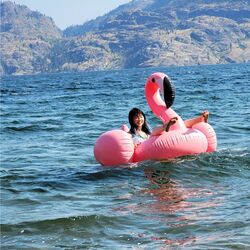 Cover of SS Flamingo