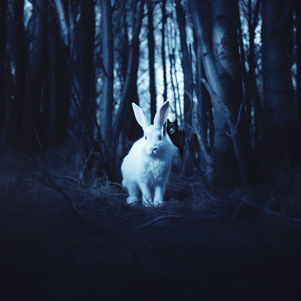 Album cover of The Wolf and the Rabbit
