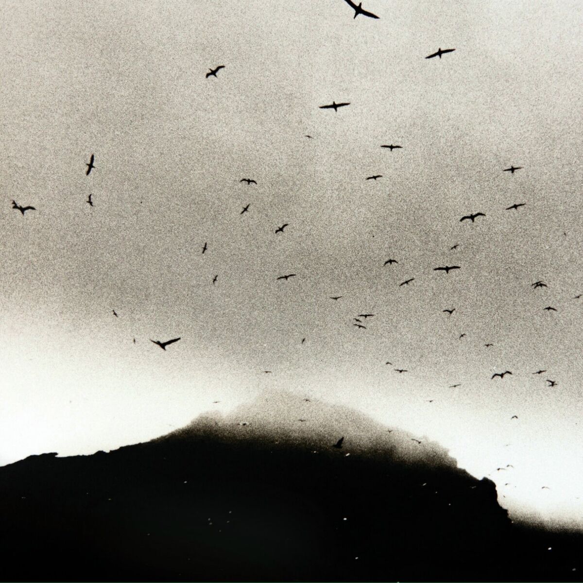 Album cover of If Wishes Were Horses