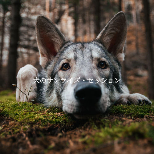 犬のサンライズ・セッション