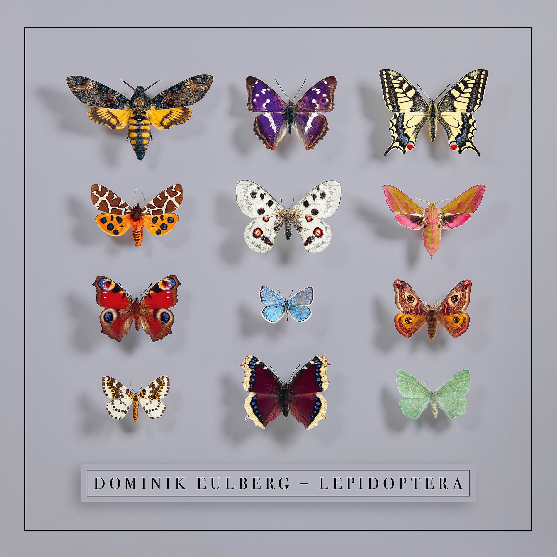 Album cover of Lepidoptera
