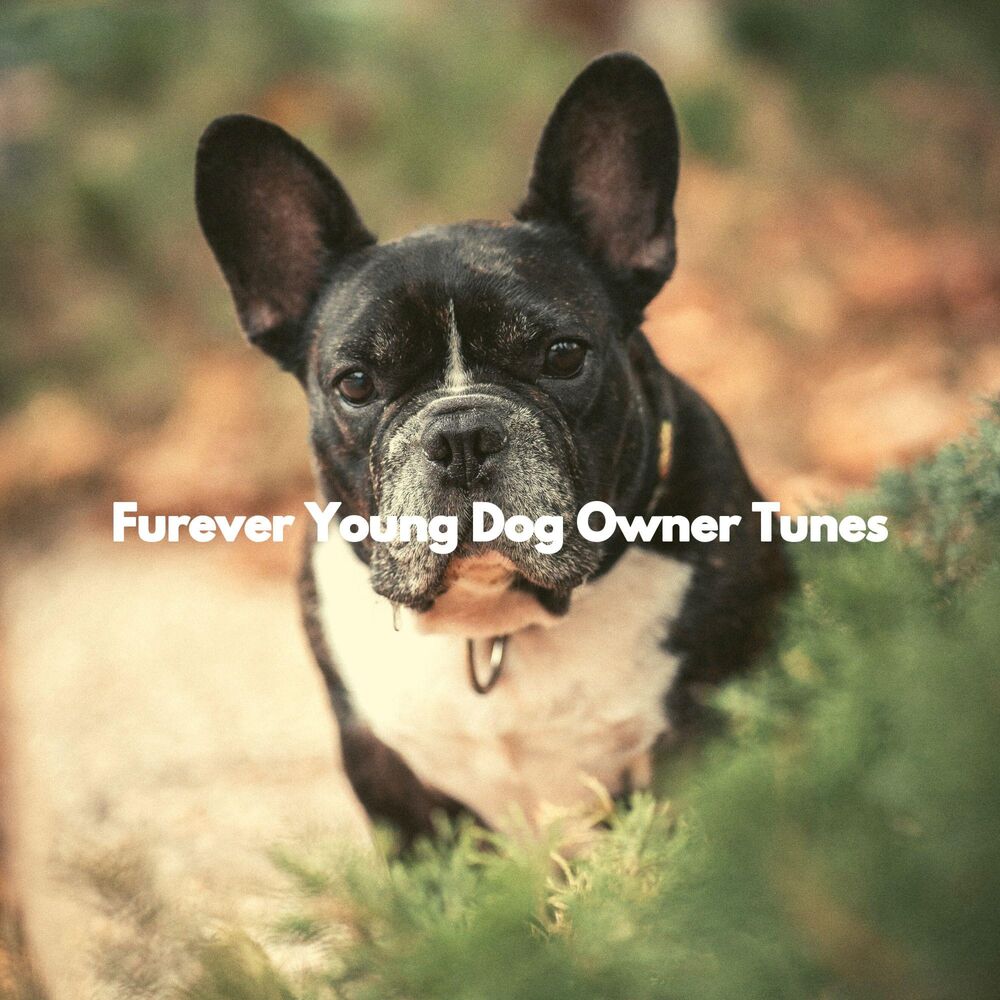 Picture of Furever Young Dog Owner Tunes