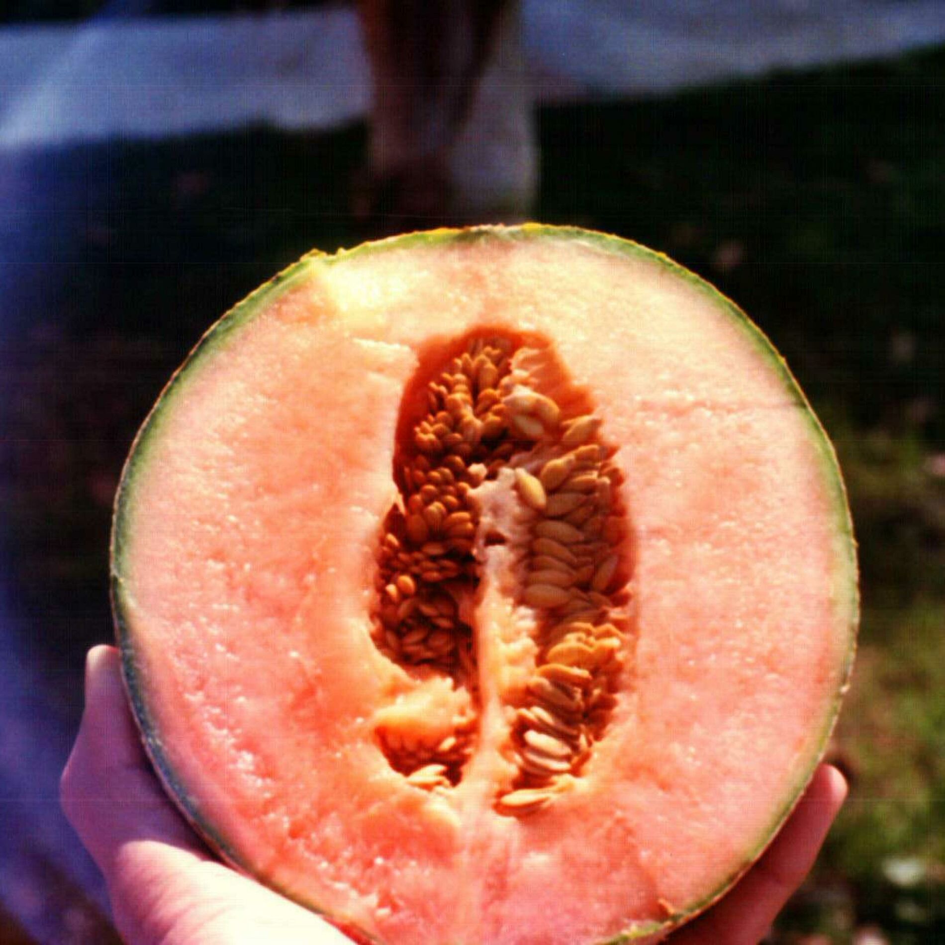Album cover of Jumbo