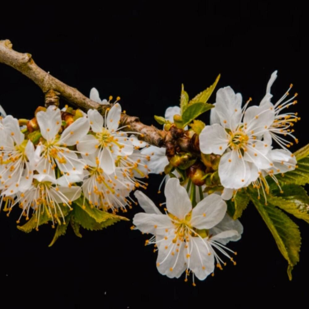 Picture of Primavera