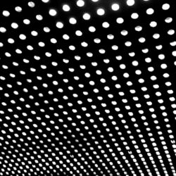 Cover of Bloom