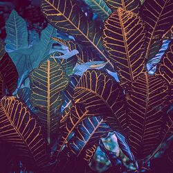 Cover of Biome (Nuage Remix)
