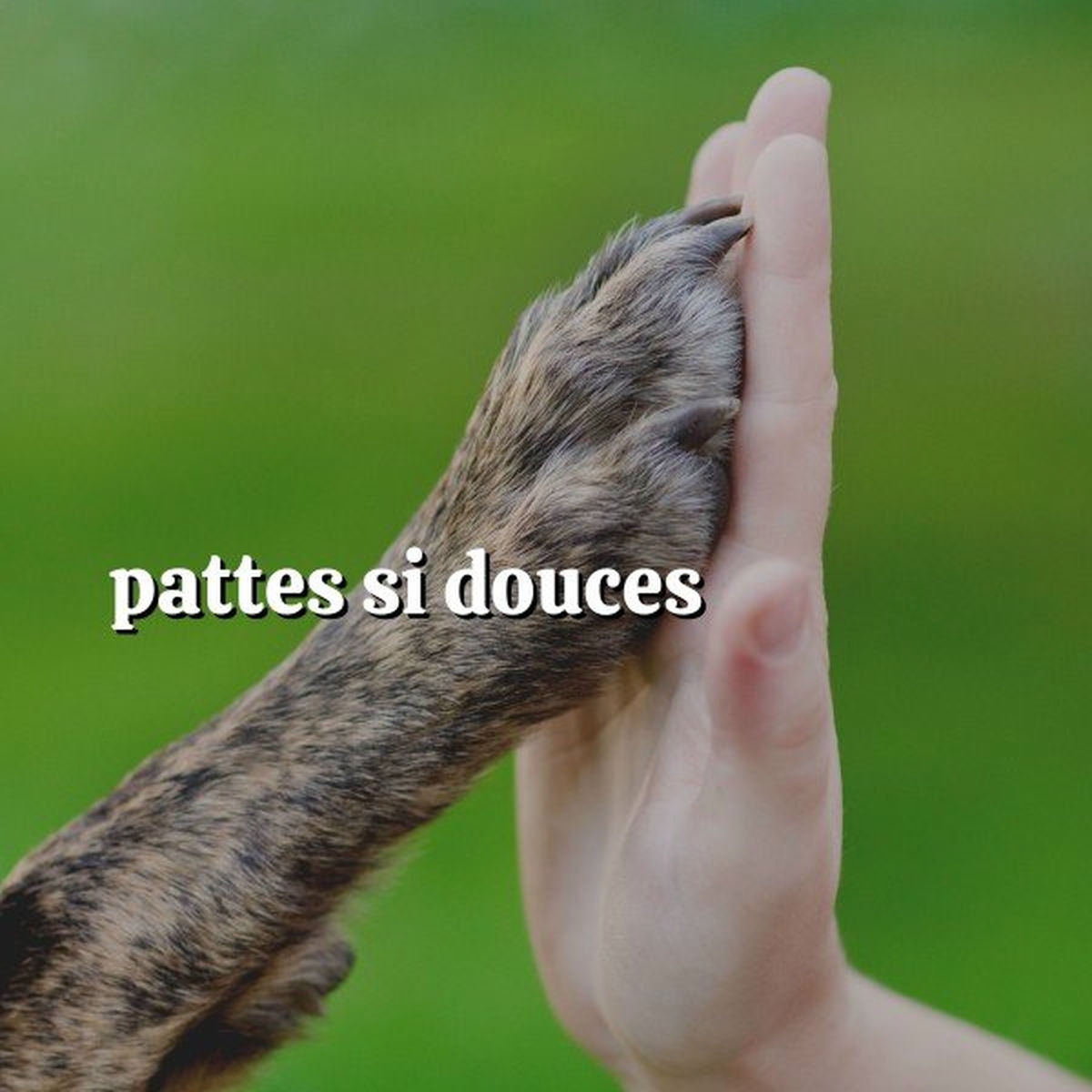 Album cover of Pattes Si Douces