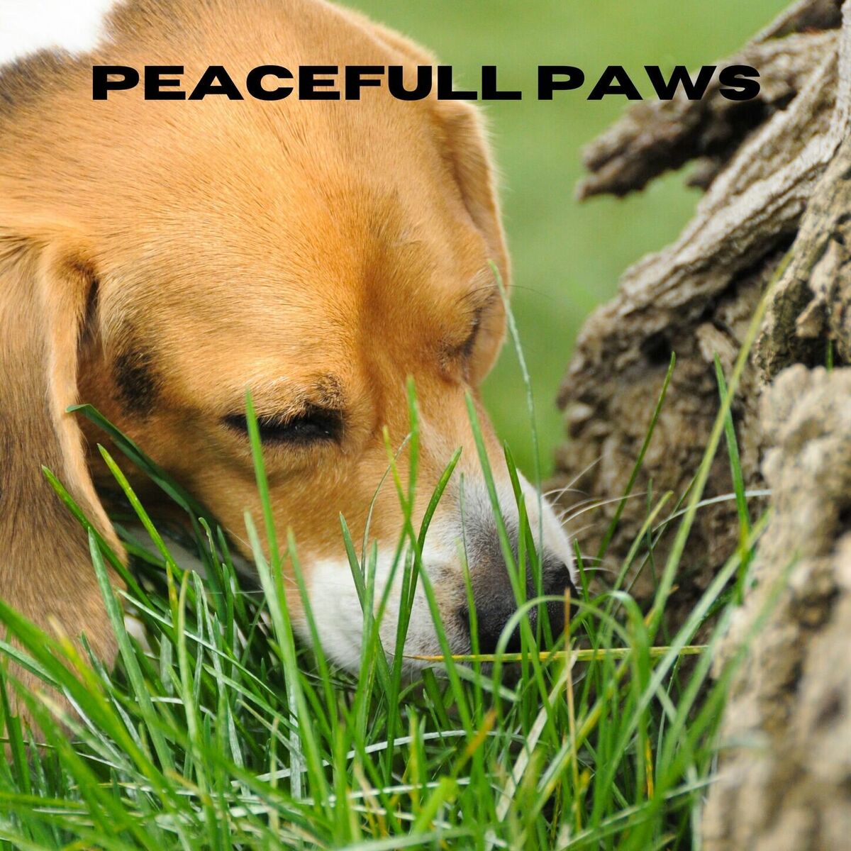 Album cover of Peaceful Paws
