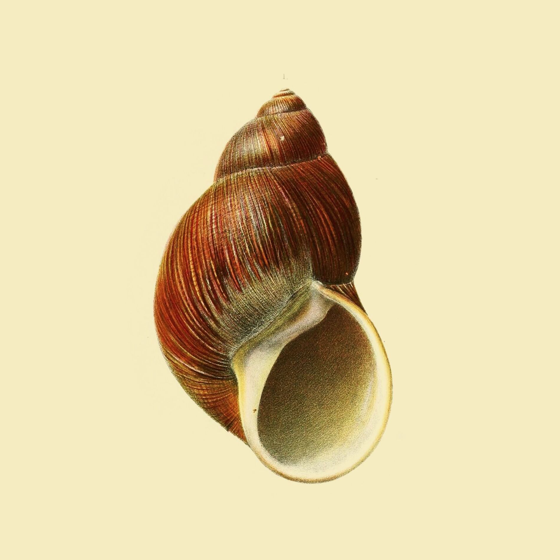 Album cover of Sessões de Isolamento