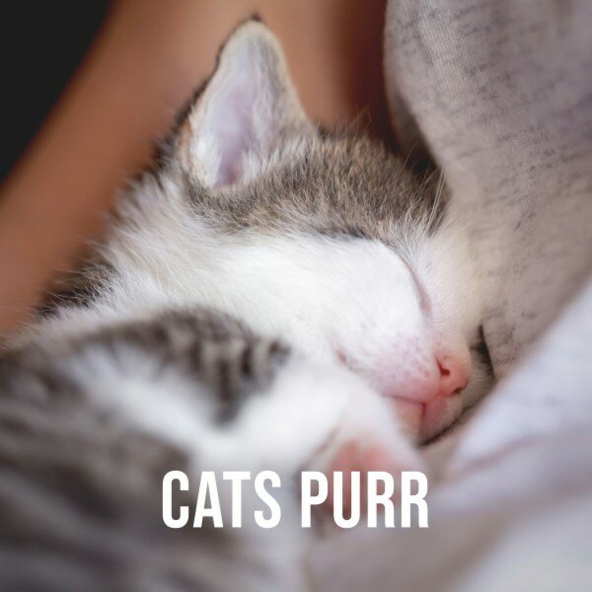 Album cover of Cats Purr on Lap, Pt. 1