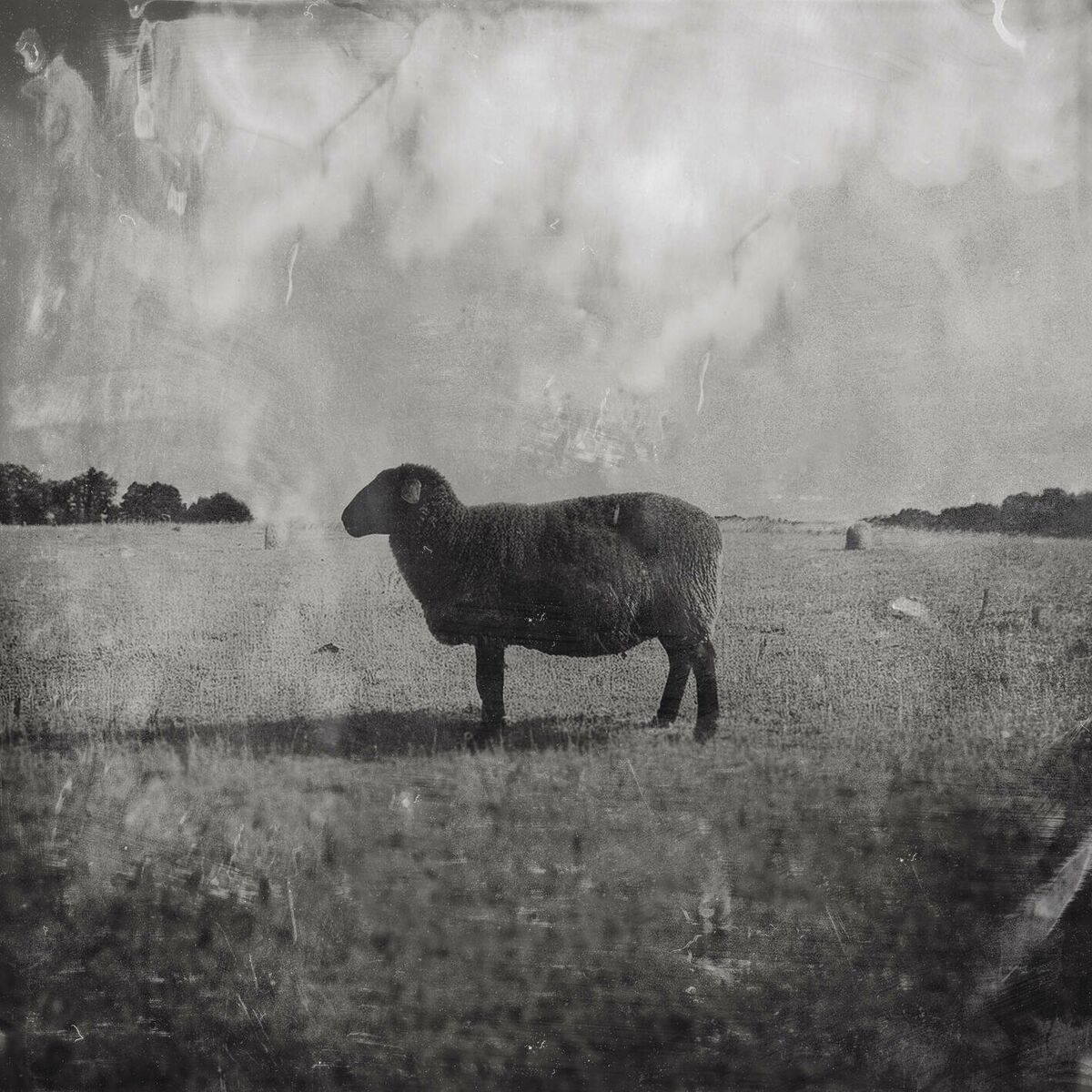 Album cover of Black Sheep