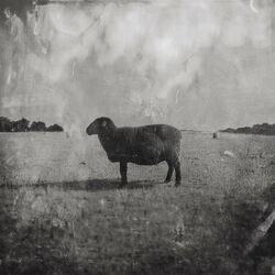 Cover of Black Sheep