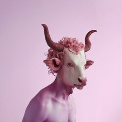 Cover of Quaaludes