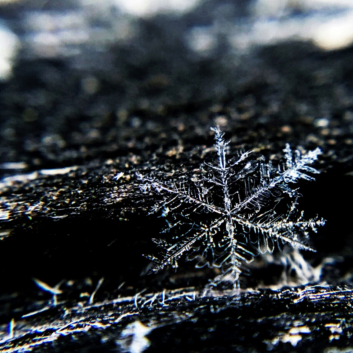 Album cover of A Season for Peace