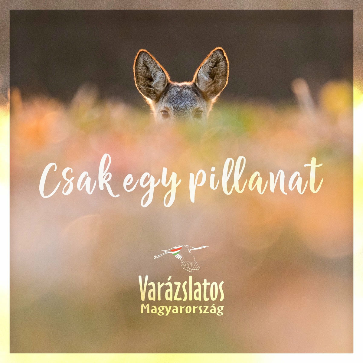 Album cover of Csak egy pillanat