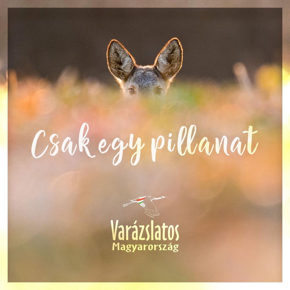 Csak Egy Pillanat borító