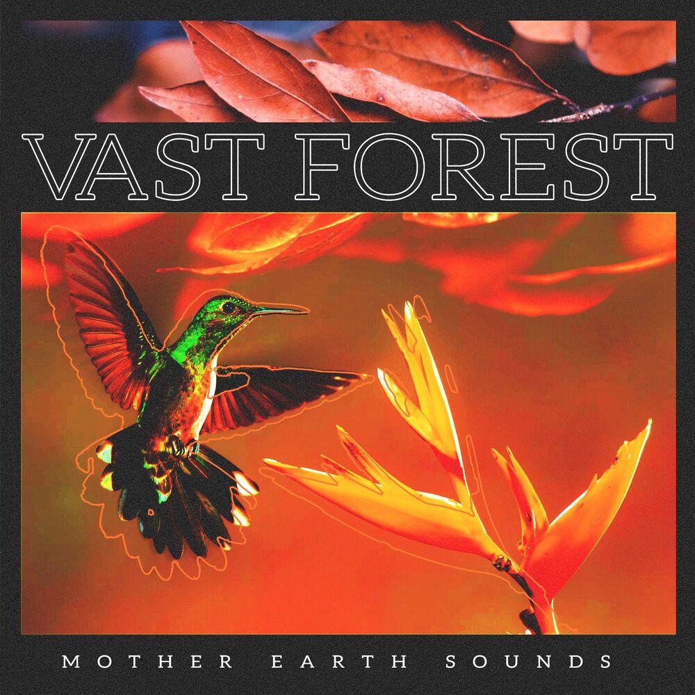 Picture of Vast Forest