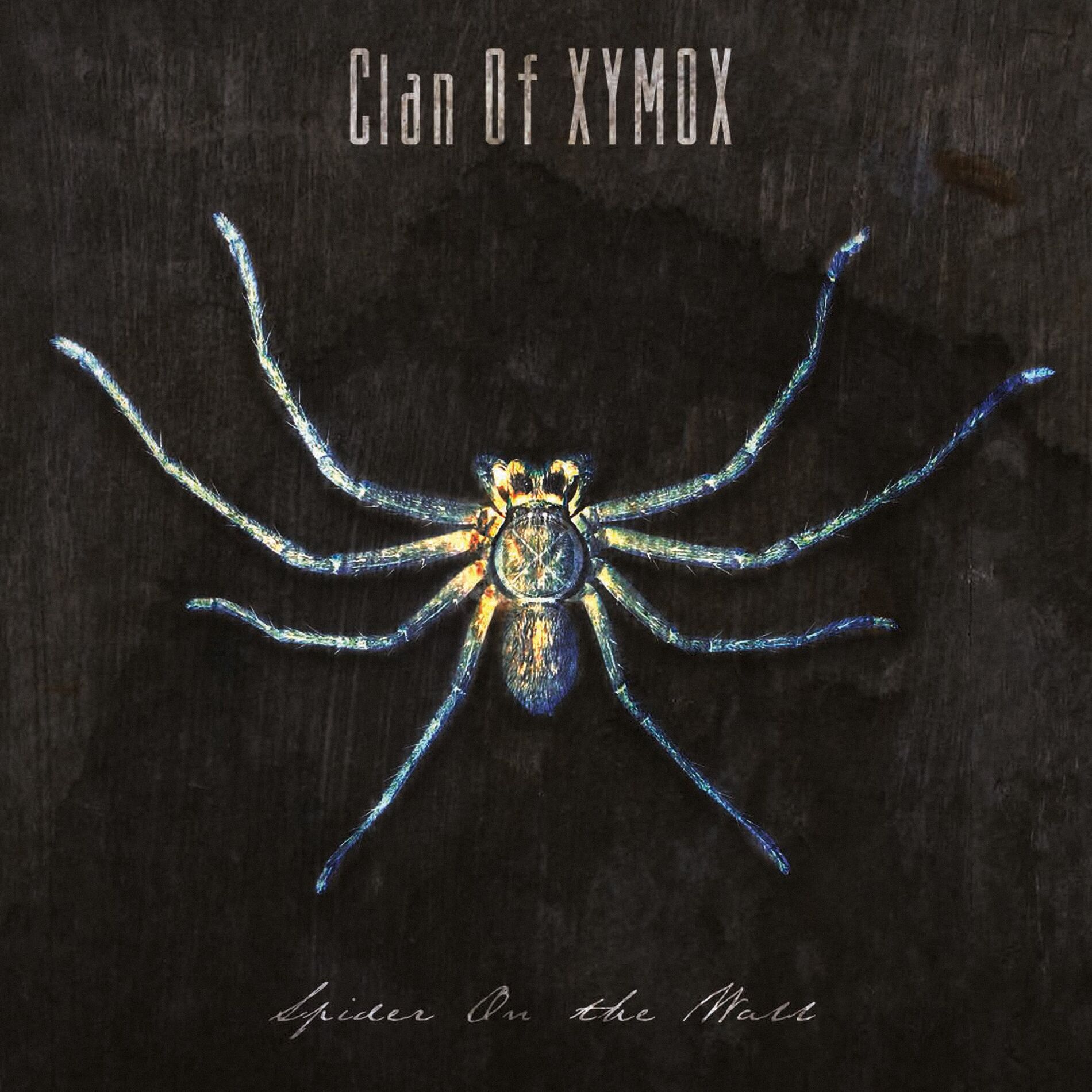 Album cover of Spider on the Wall