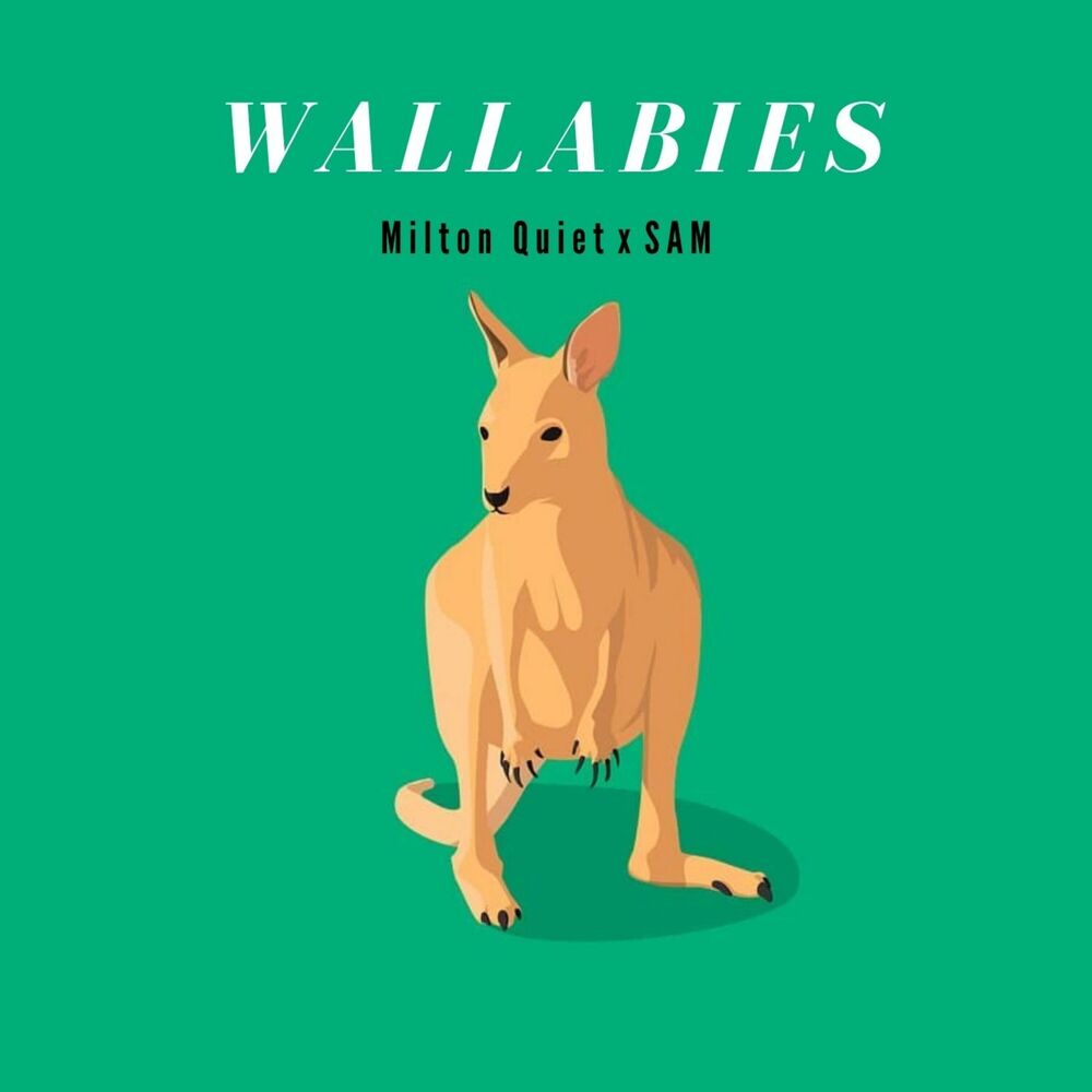 Picture of Wallabies