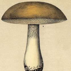 Cover of Adam Bomb EP