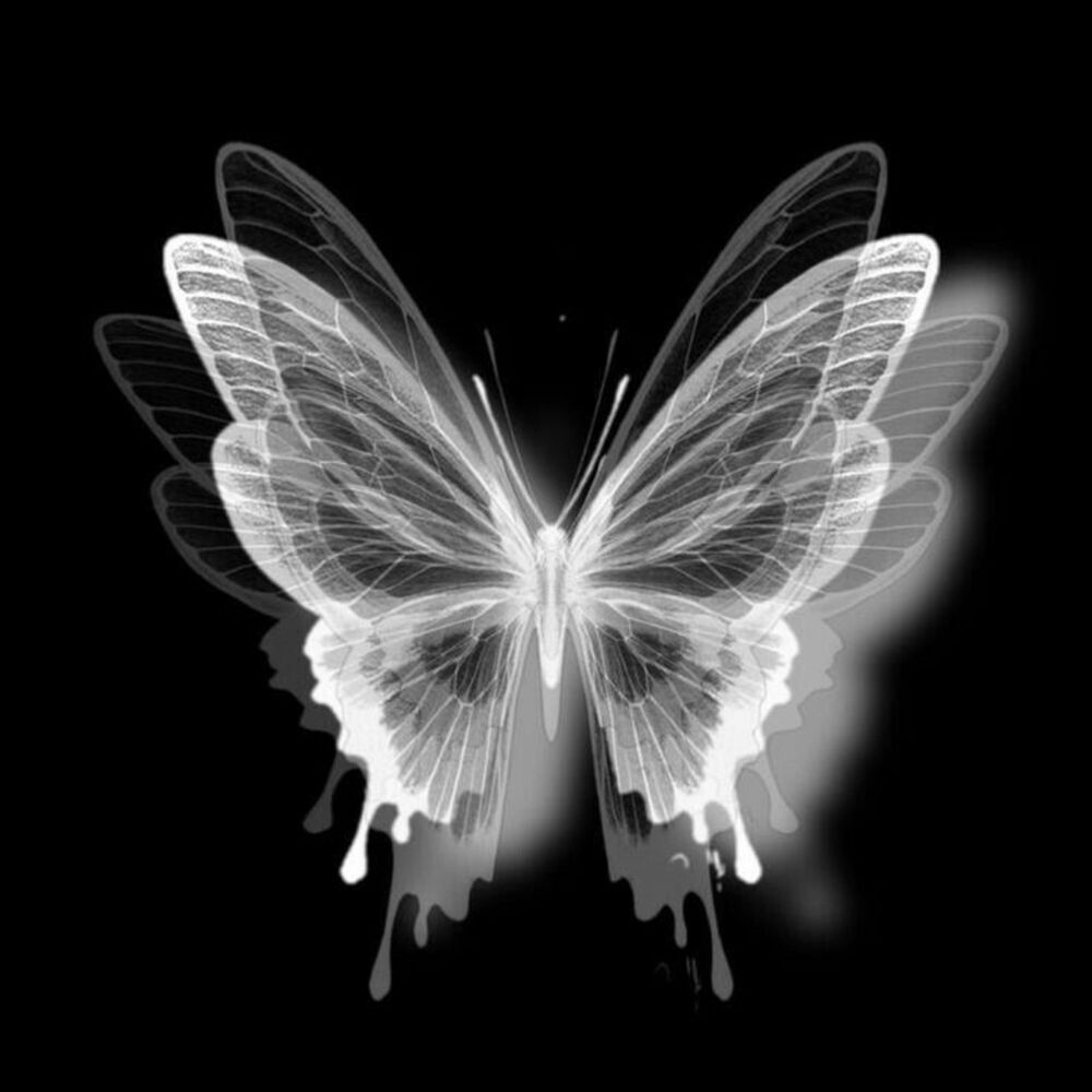 Picture of Butterfly