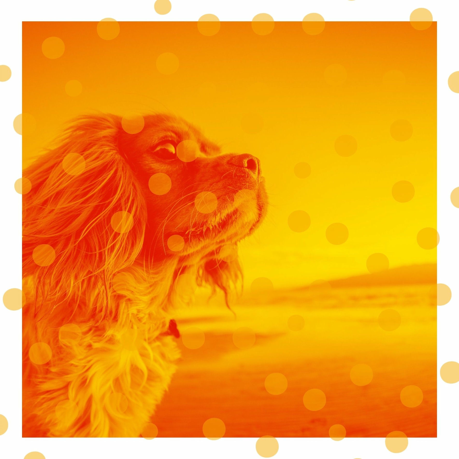 Album cover of Serene Tenor Sax Jazz - Ambiance for Sleepy Pups