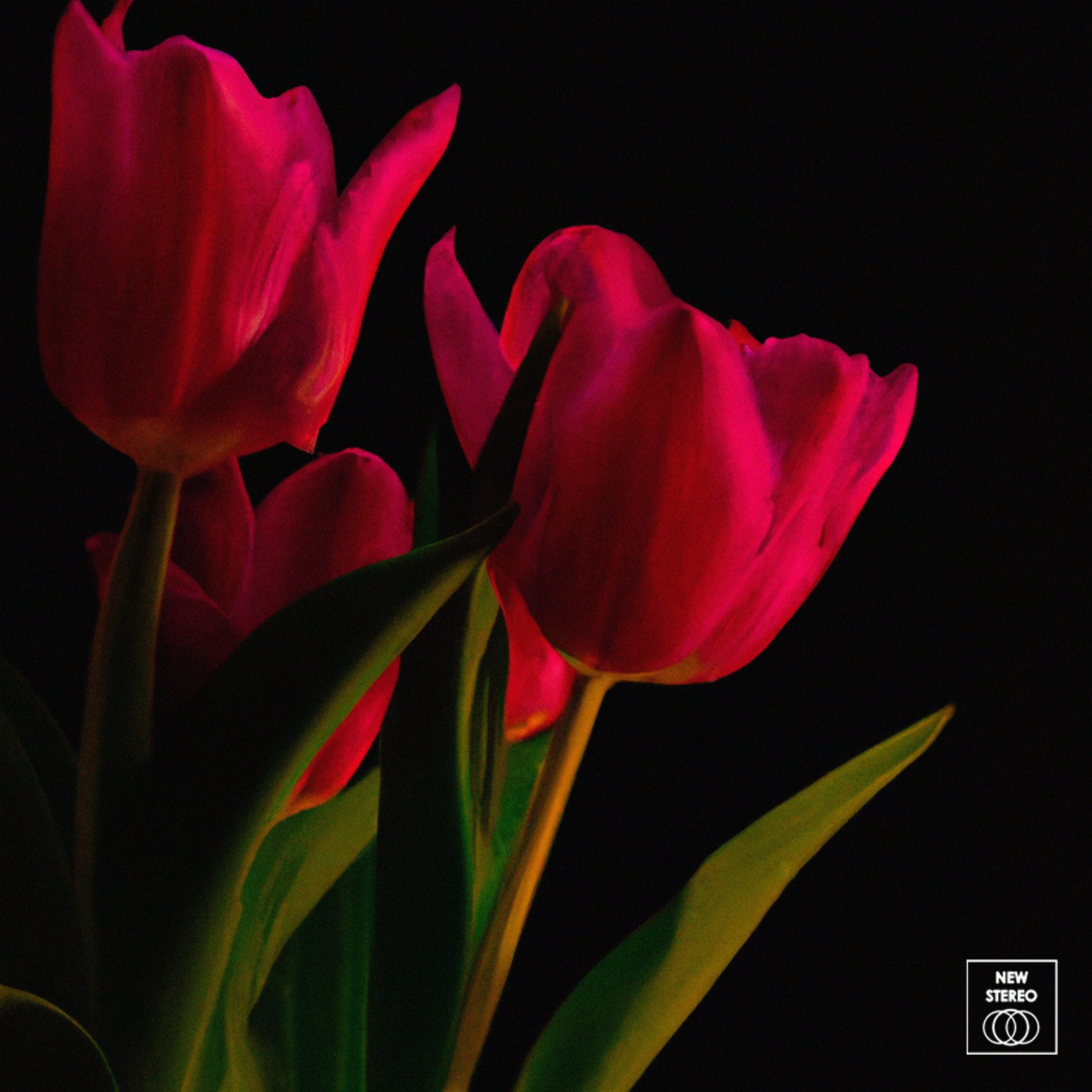 Album cover of Les Fleurs Sauvages