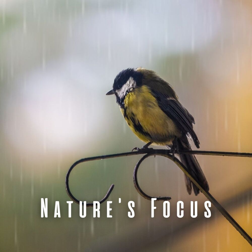 Picture of Nature's Focus: Harmonizing Rain, Birds, and Chill Music
