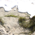 lowtide
