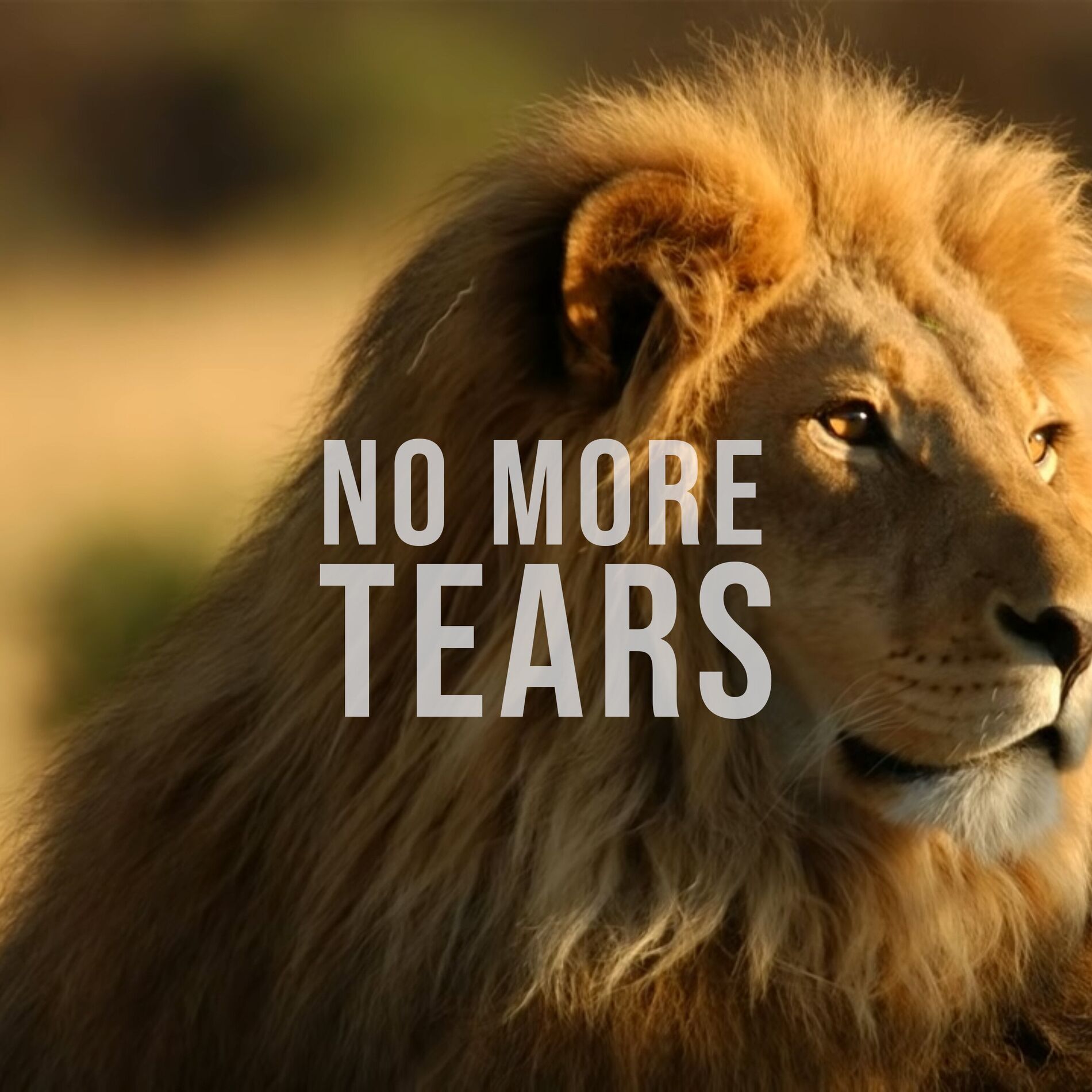 Album cover of No More Tears