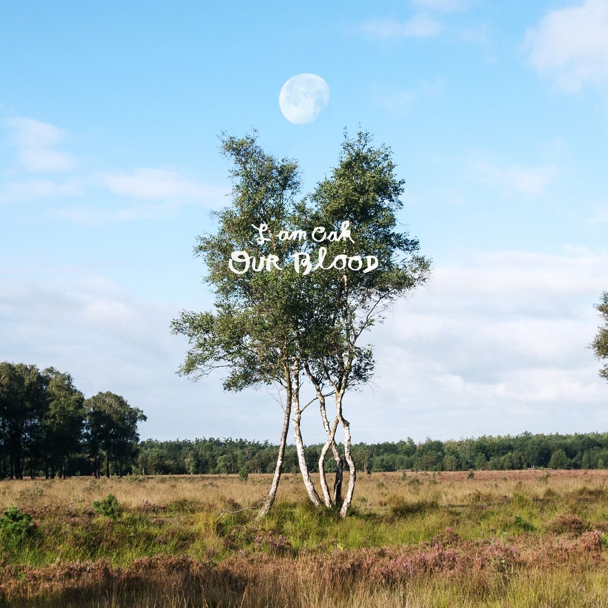 Album cover of Geest