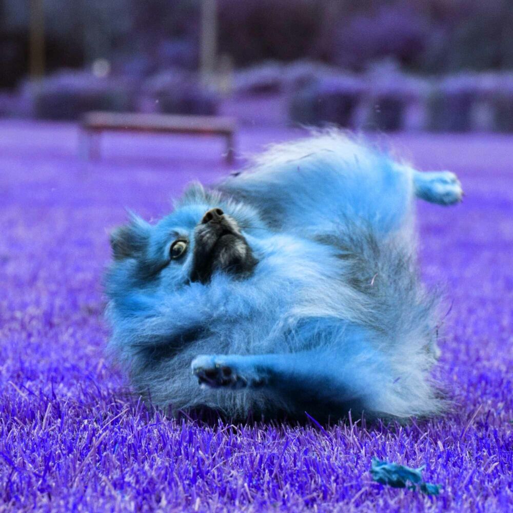Picture of Mellow Background for Cozy Hounds