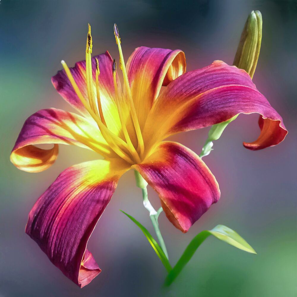 Picture of Skyward Serenity