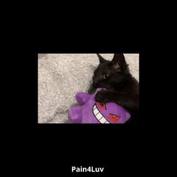Cover of Pain4Luv