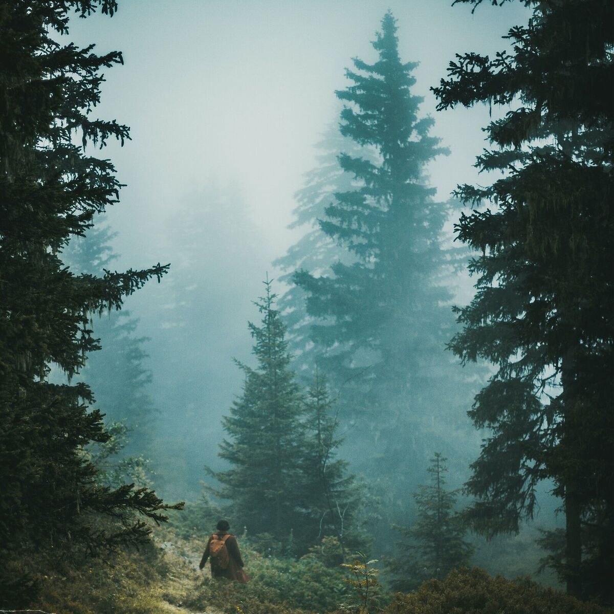 Album cover of Lost in the Woods