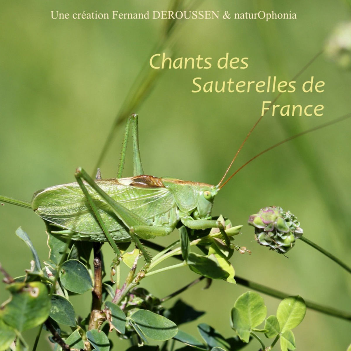 Album cover of Naturophonia: Chants des sauterelles de France