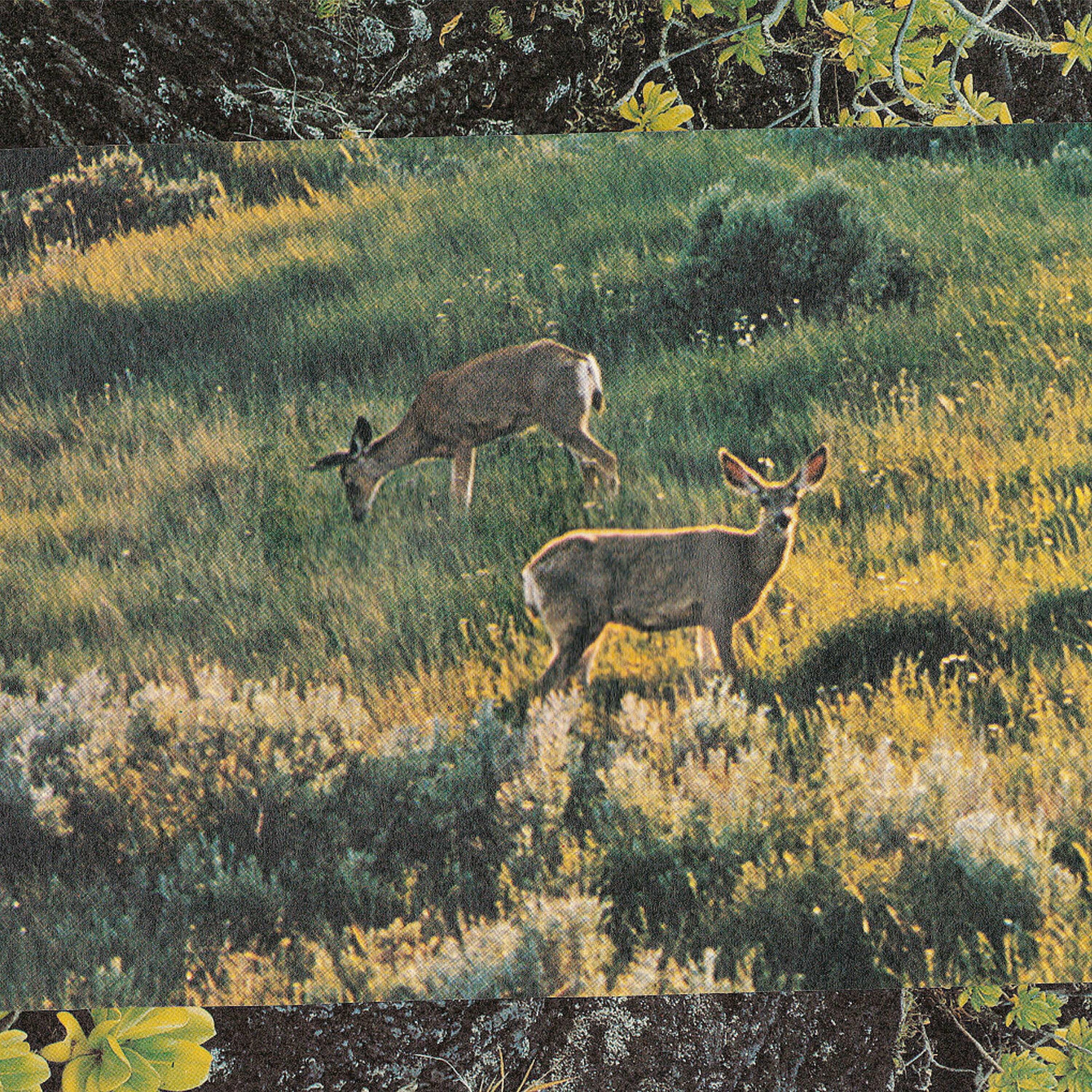 Album cover of Hakone Garden