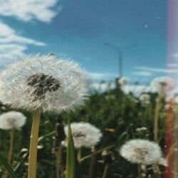 Cover of Dandelions (Ruth B)