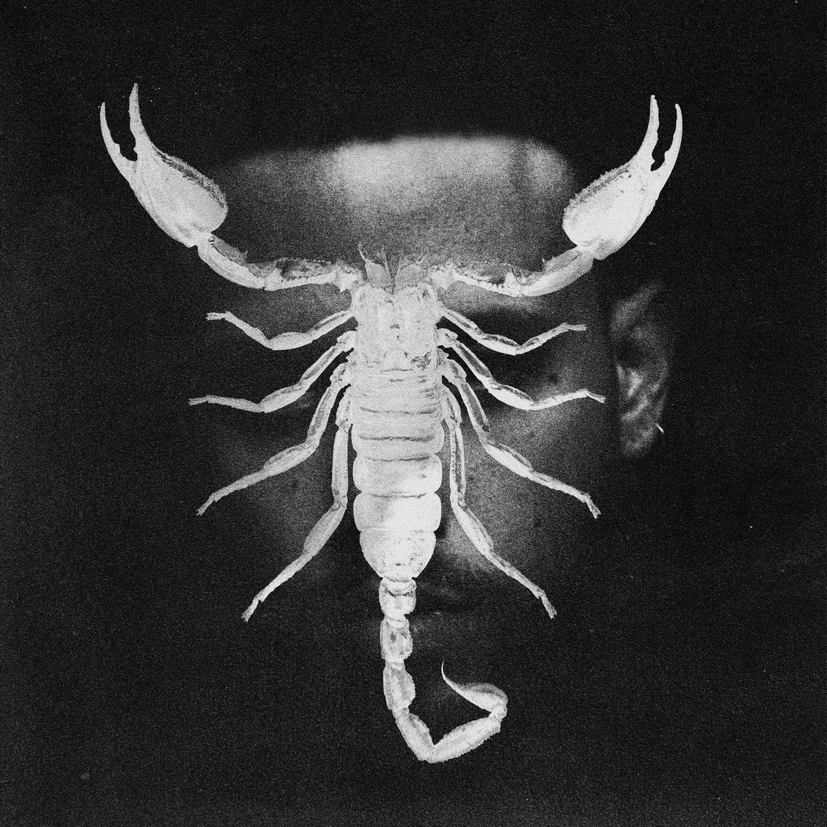 Album cover of SCORPIO