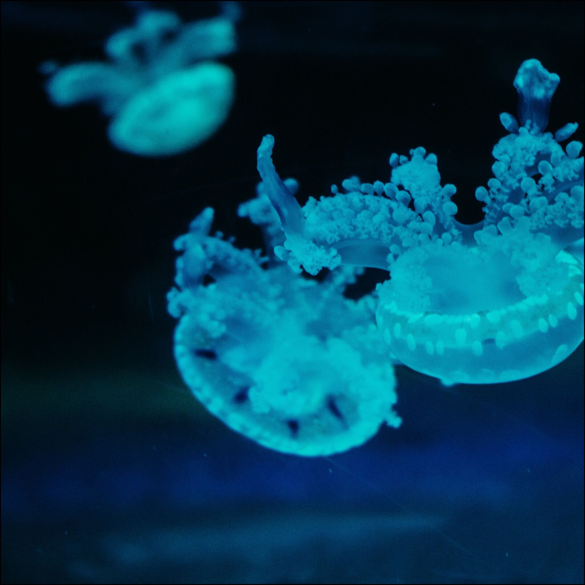 Album cover of Urban Vinyl Dreamscape