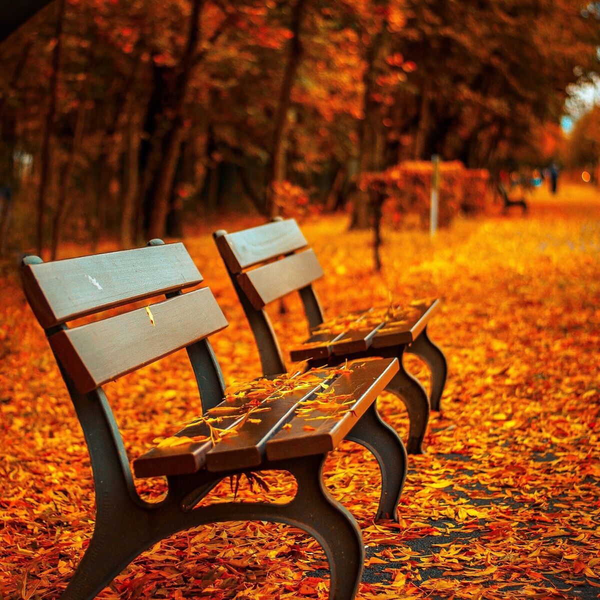 Album cover of Autumn in Paris