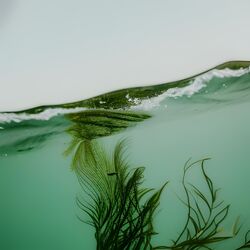 Cover of Filo