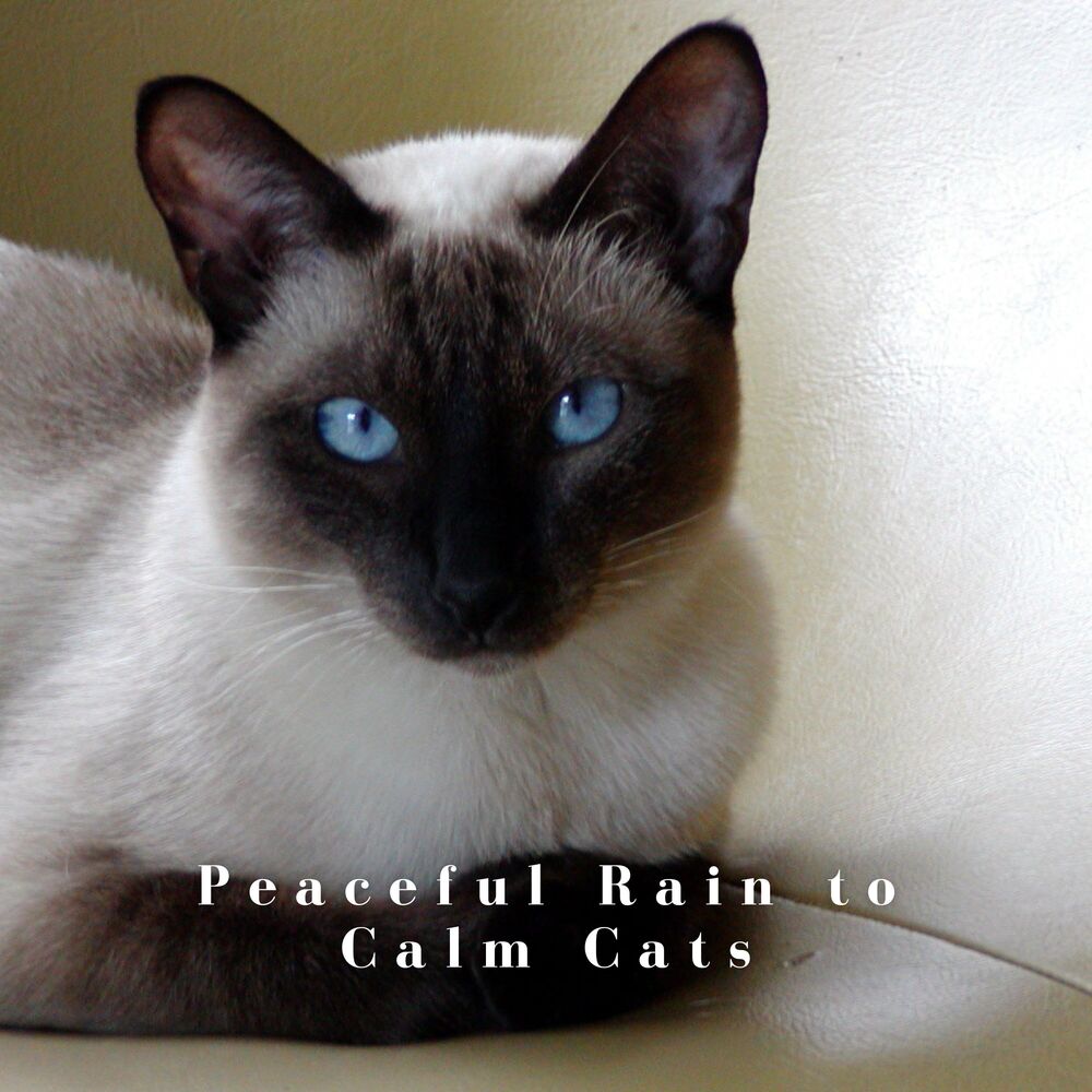 Picture of Peaceful Rain to Calm Cats