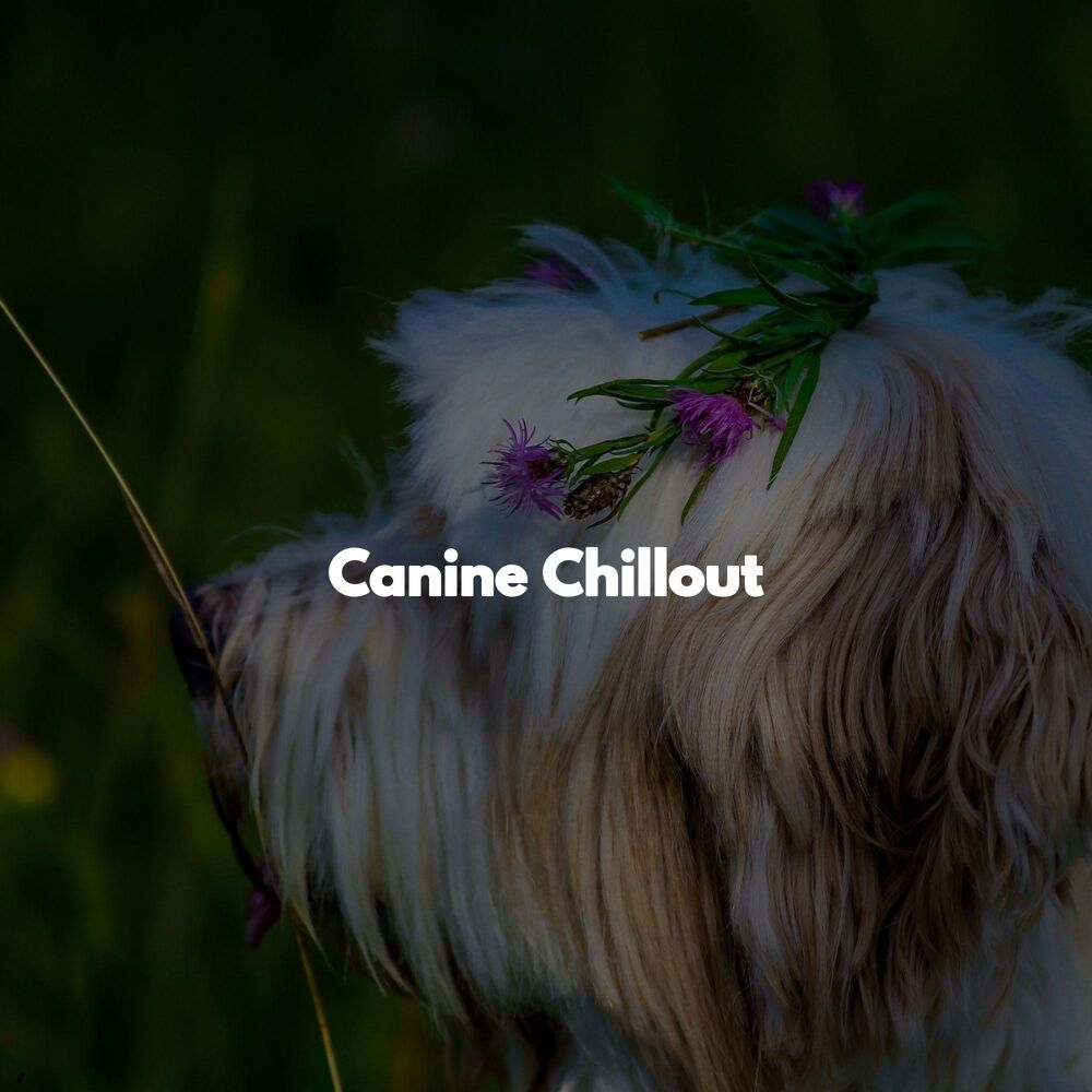 Picture of Canine Chillout