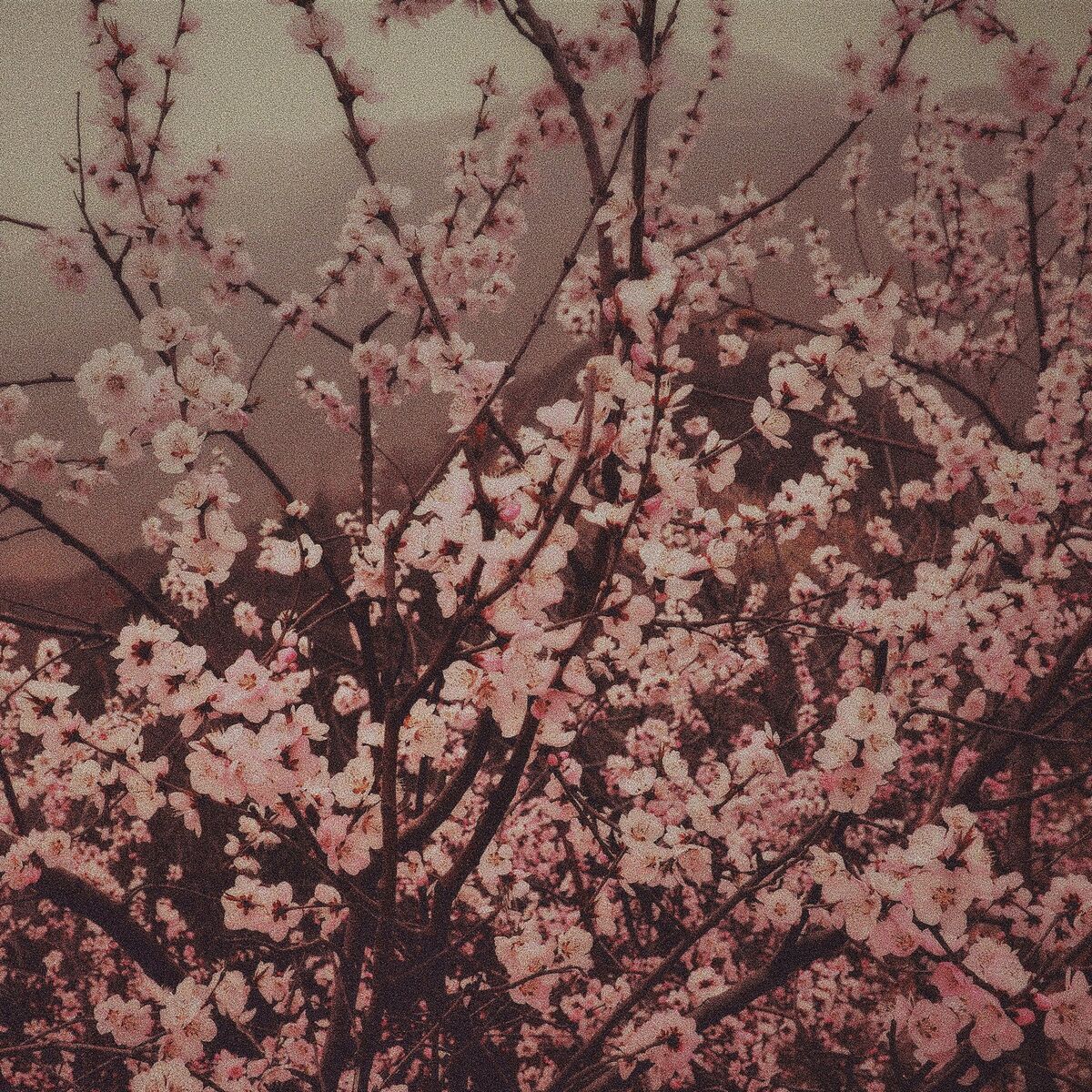 Album cover of Sakura Garden