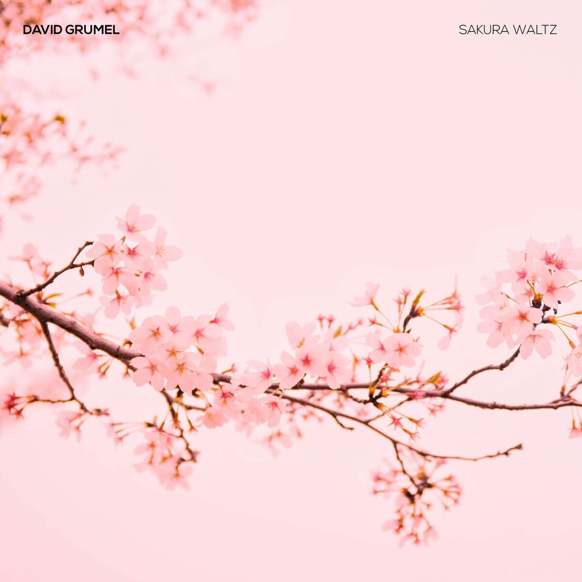 Album cover of Sakura waltz