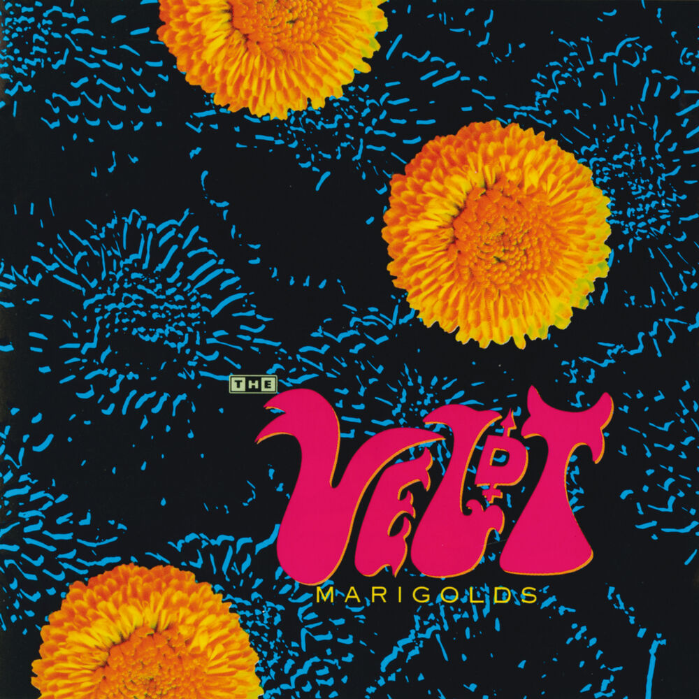 Picture of Marigolds