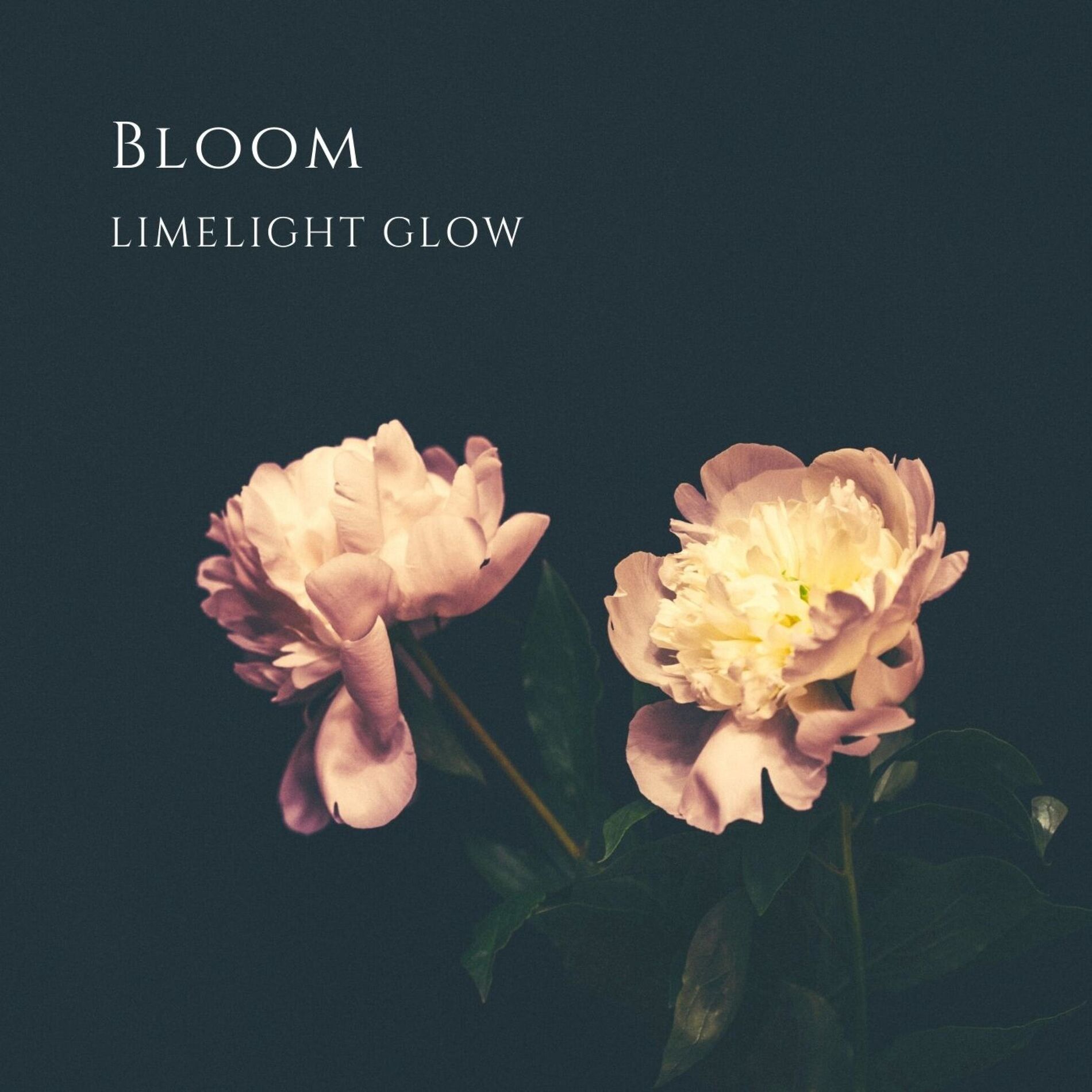 Album cover of Bloom